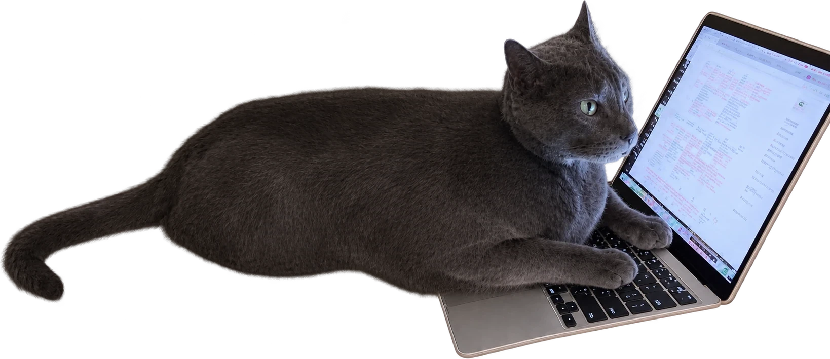Barsik climbing onto an open laptop